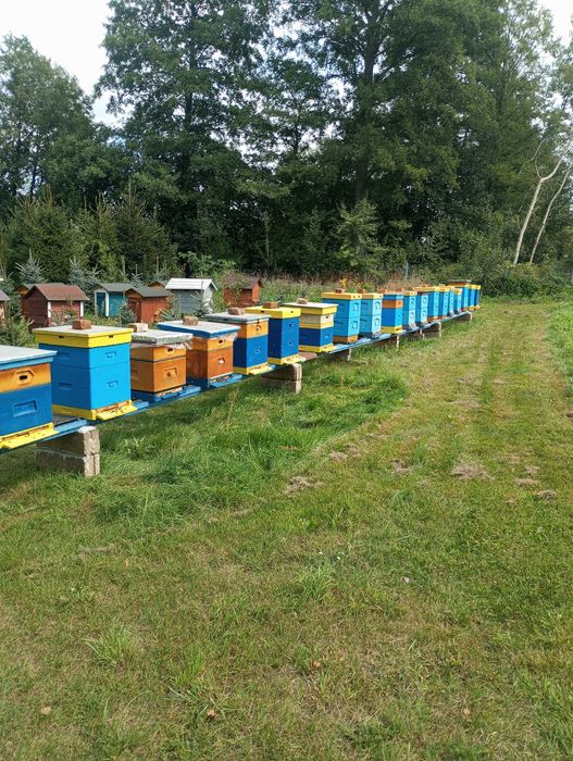 Ule wielkopolskie z pszczołami