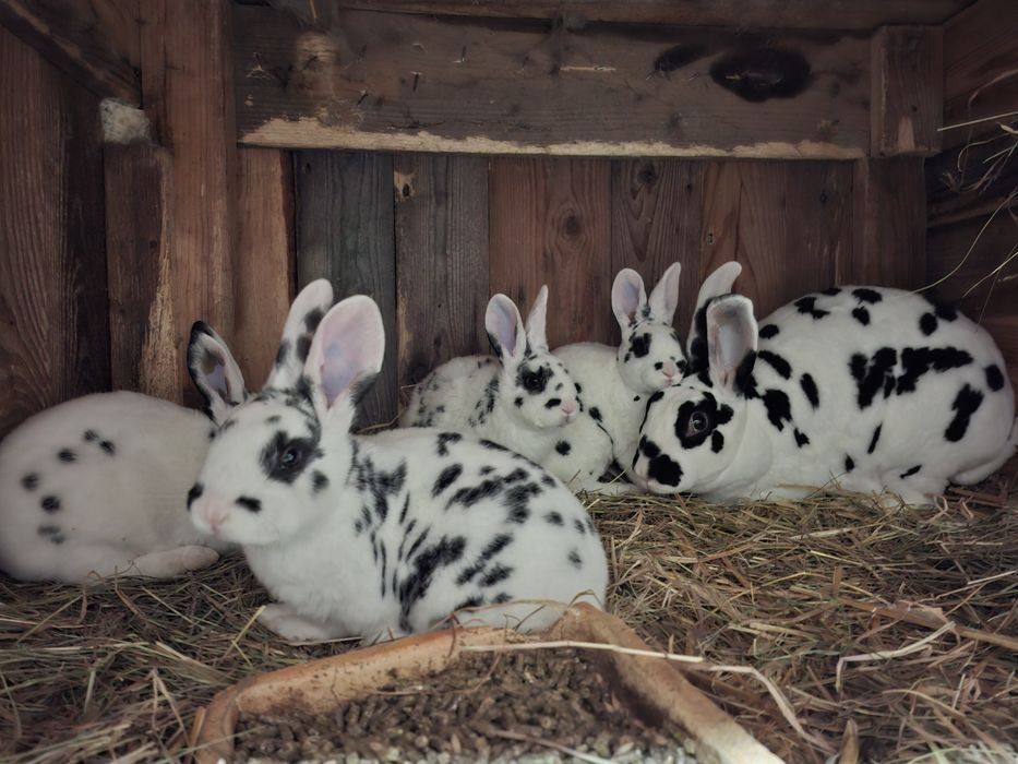 Rex dalmatyński czarny, młode