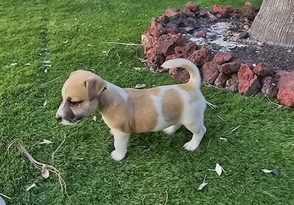 Magnífico Jack Russell Terrier Puro
