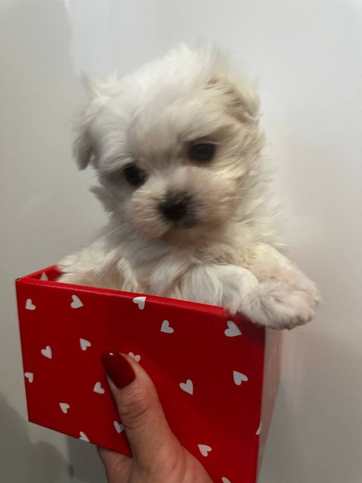 Продаються міні мальтезе