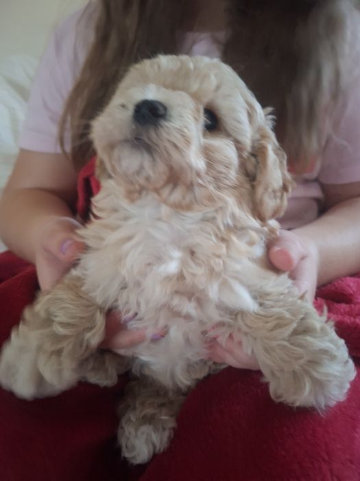Maltipoo - śliczny piesek mini
