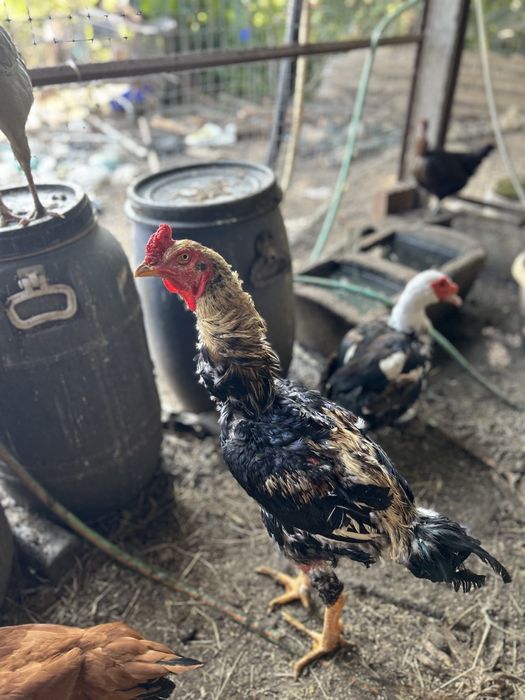 Ovos de indio Gigante