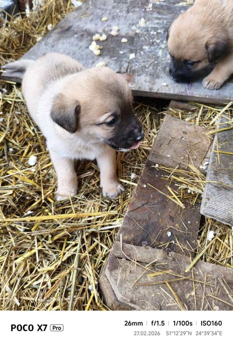 Собаки безкоштовно
