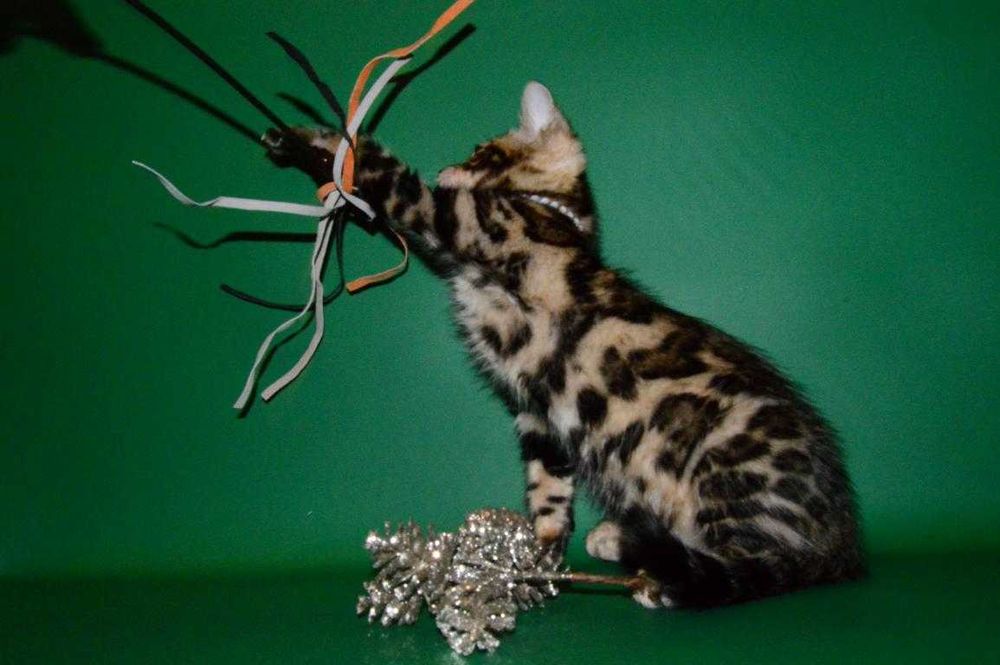 Красавчик мальчик. 2,5 мес. Питомник