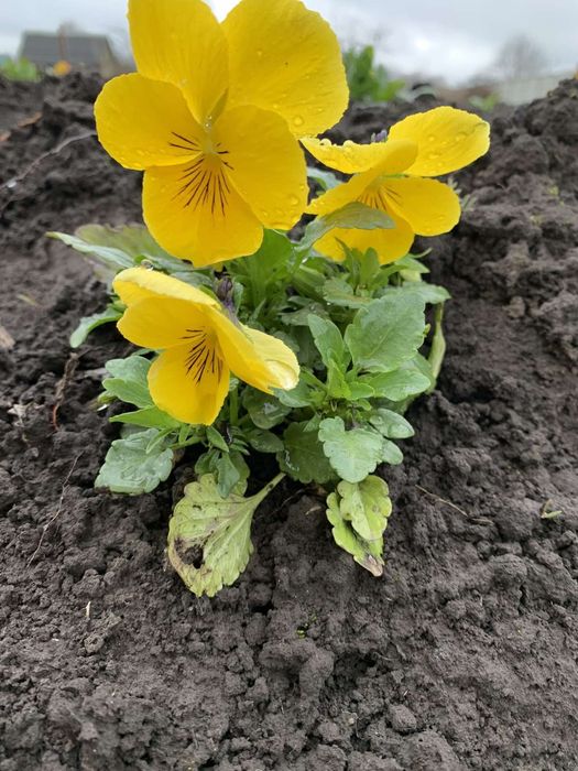 Продаю квіти віола-братчики.