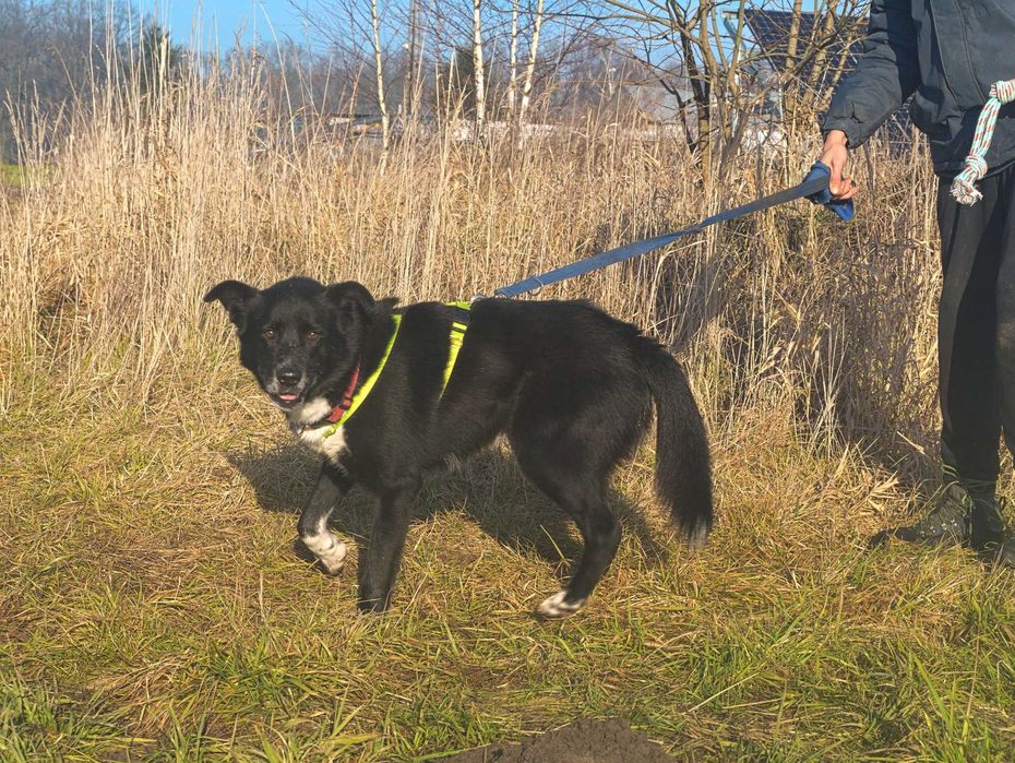 Power - uroczy, energiczny psiak dla aktywnego opiekuna - adopcja.