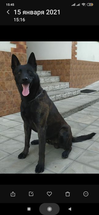 Вязка голландська вівчарка(хердер)