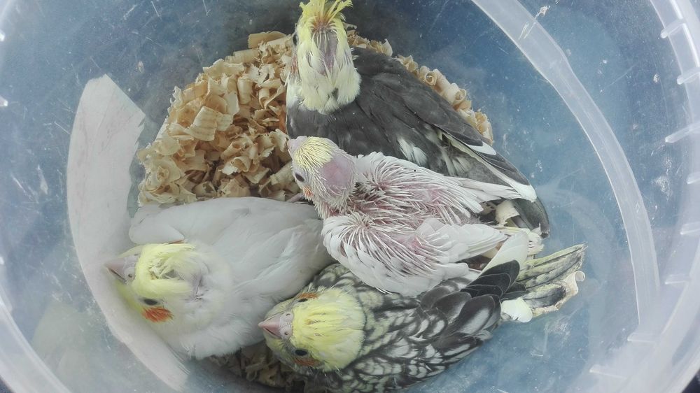 Vendo caturras meigas bebes