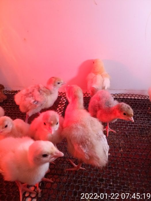 Суточные породистые индюшата.В наличии .