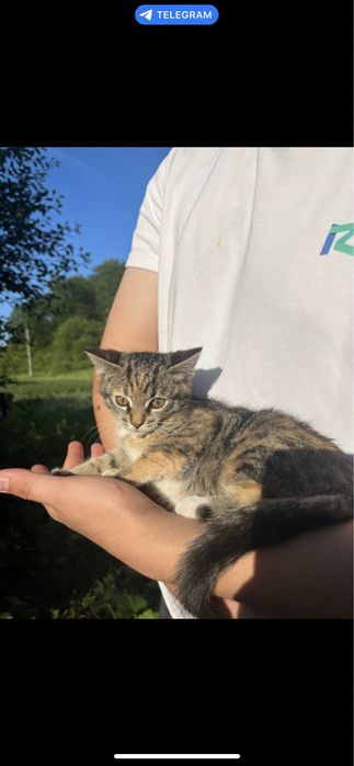 Шукаємо родину для дівчинки