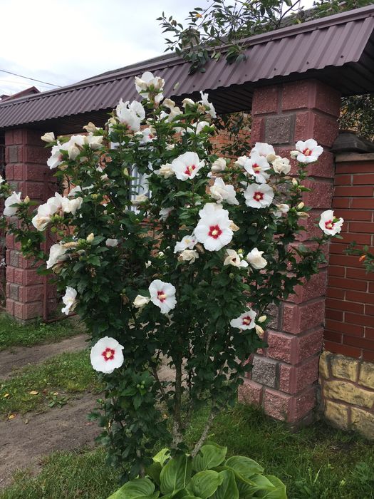 Гібіскус деревовидний 1,2,3,4 річні 5-40грн