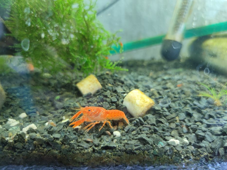 Мексиканский карликовый рак