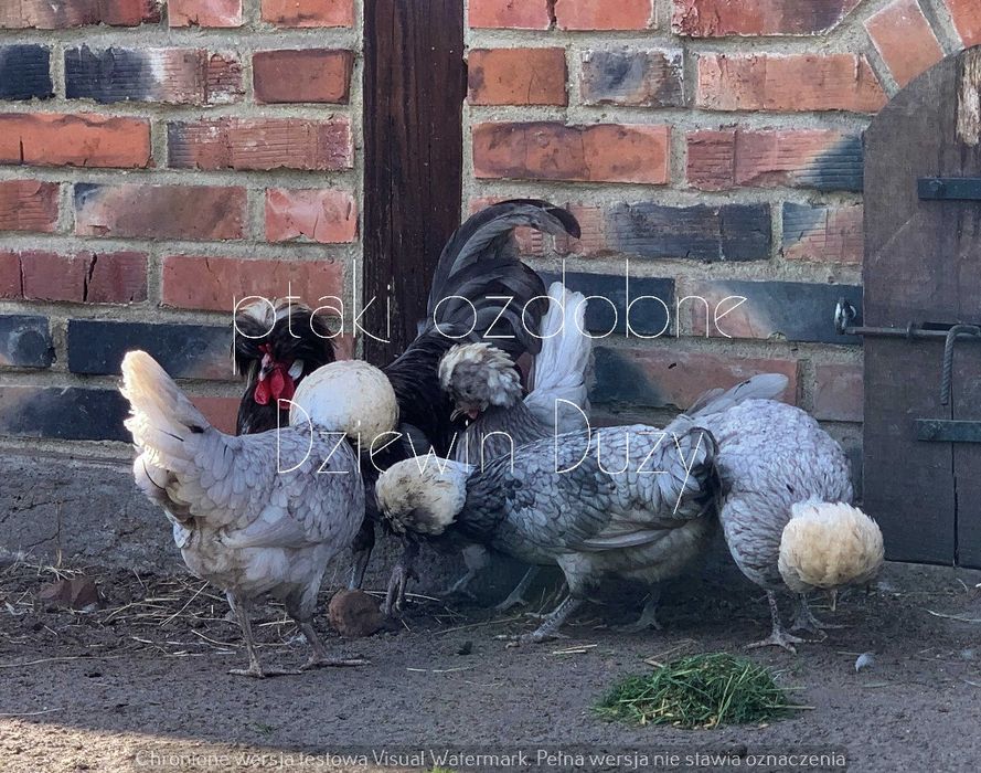 Jaja lęgowe Białoczuby Holenderskie