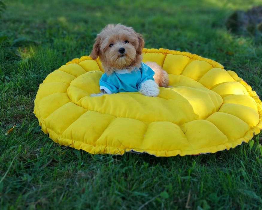 Неймовірний міні малюк мальтіпу. Мальтипу хлопчик горобчик.