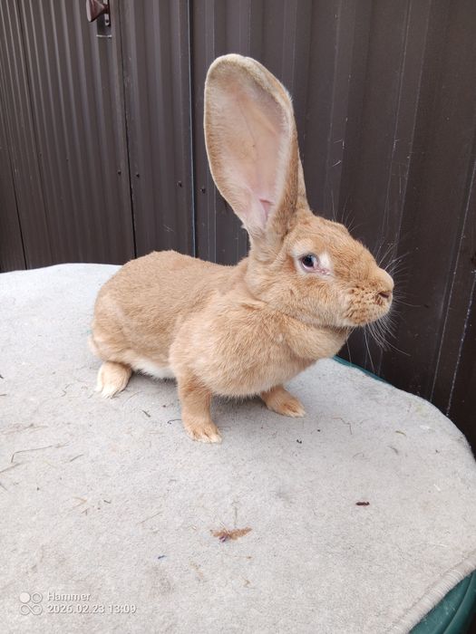 Sprzedam olbrzym belgijski żółty