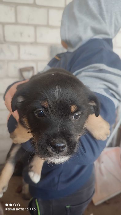 3 szczeniaki  2 MSC.