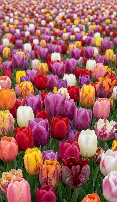 Cebulki Tulipanów 50 szt Tulipany mix kolorów 9,5/10 Zestaw Tulipan XXL