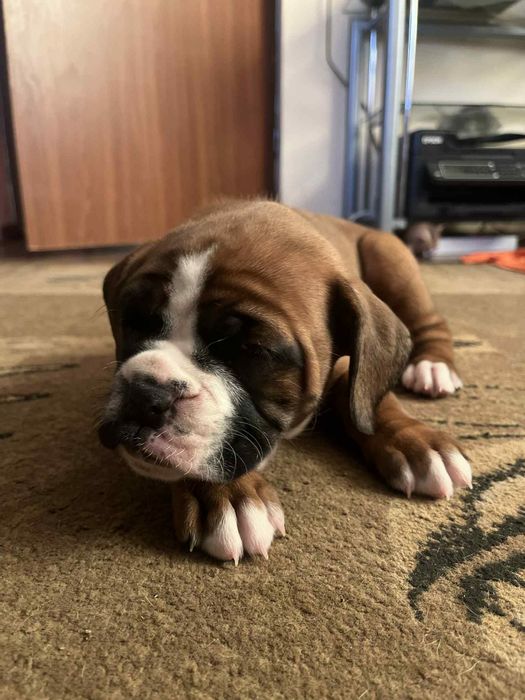 Suczka bokser biszkoptowe