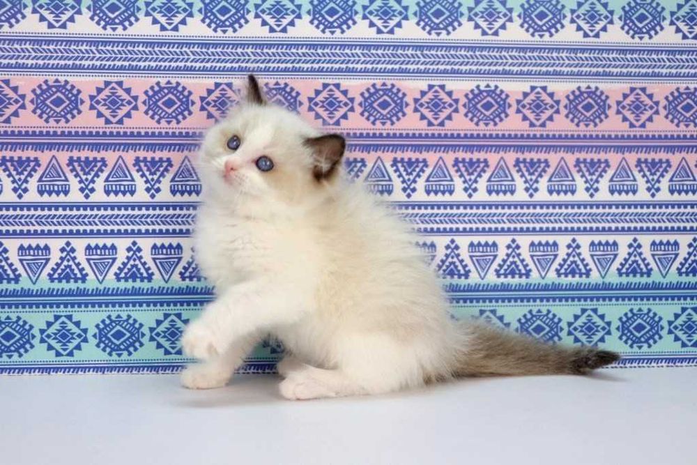 У продажу хлопчик з розплідника -РЕГДОЛЛ//Ragdoll-