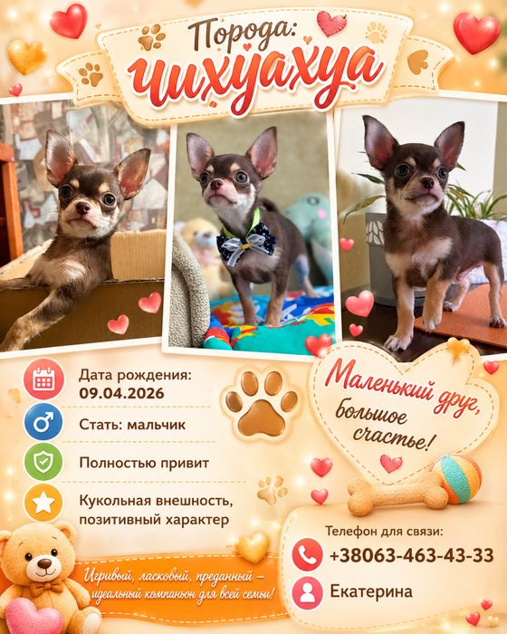 Гарний, розумний, привитий!