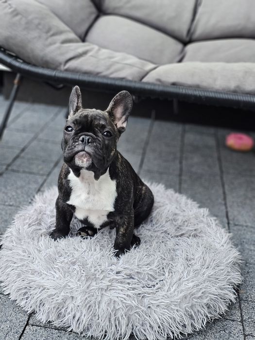 Buldog francuski