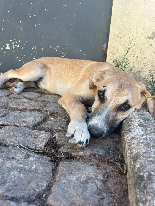 Cãozinho bebé para adoção responsável