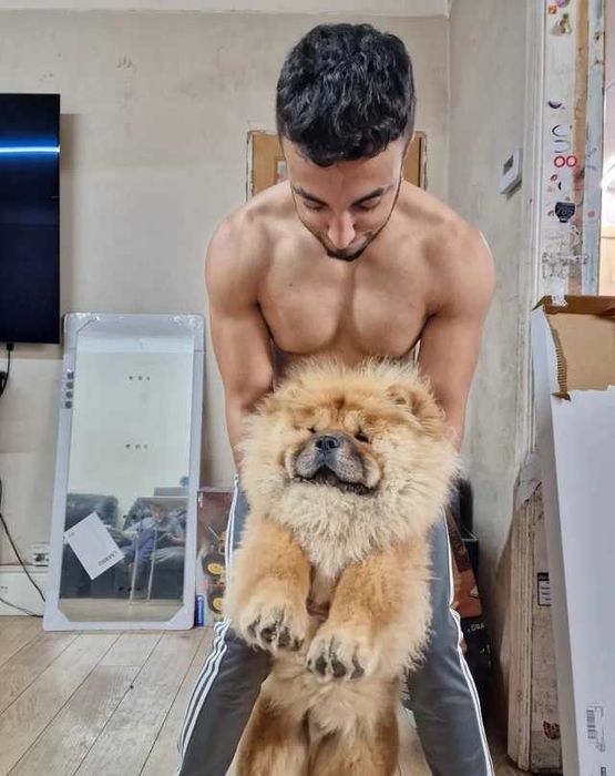 Adorável cachorro de Chow Chow