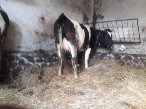 Sprzedam 6 jałówek wysokocielnych