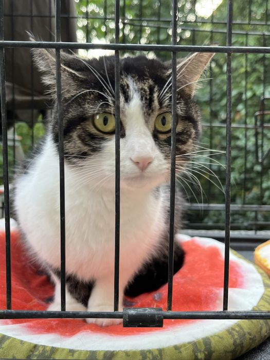 Młodziutka kotka Sówka szuka domu