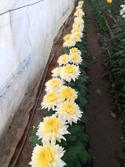 Квіти Хризантема