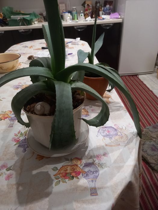 Квіти агава яскраві