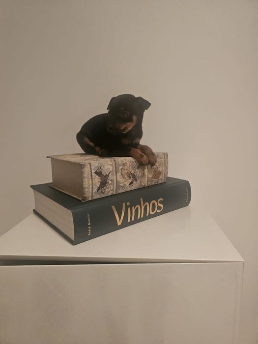 Pinscher miniatura