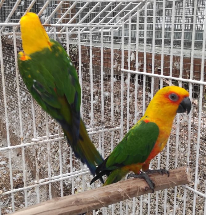 Casal aratinga M 2018 F 2024