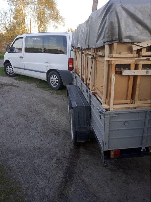 Привезу бджолопакети із Закарпаття