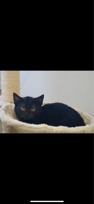 Młody Amarant szuka domu