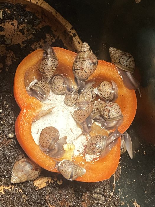 Ślimak afrykański archachatina marginata ovum