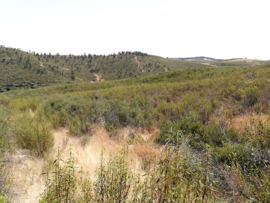 Oportunidade no Alto Alentejo - 26ha em Montalvão, perto da nova ponte