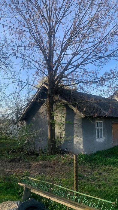 Ясен на зруб та продаж