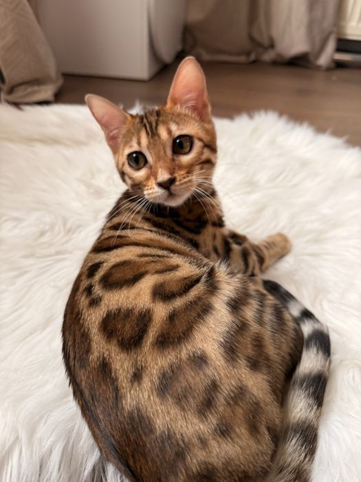 Бенгальська кішечка
