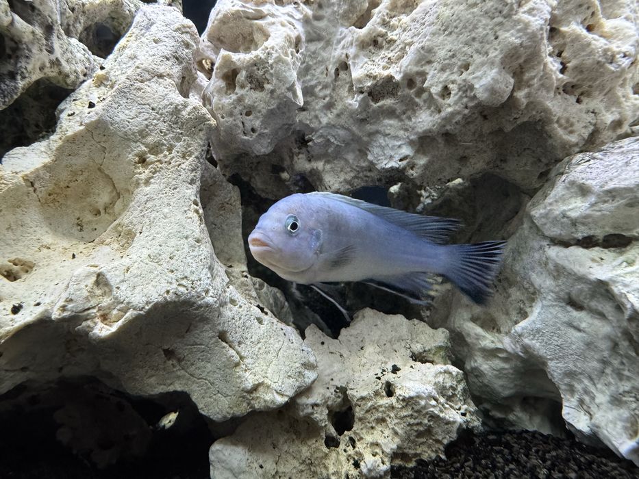 Metriaclima Estherae,Red Red,Socolofi,Saulosi Pyszczaki Malawi