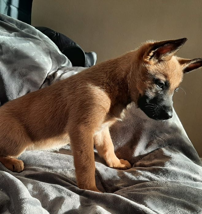 Pastor Belga Malinois