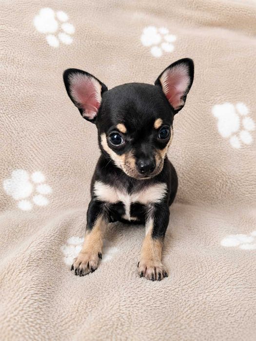 Malutki chłopczyk Chihuahua - Sonny