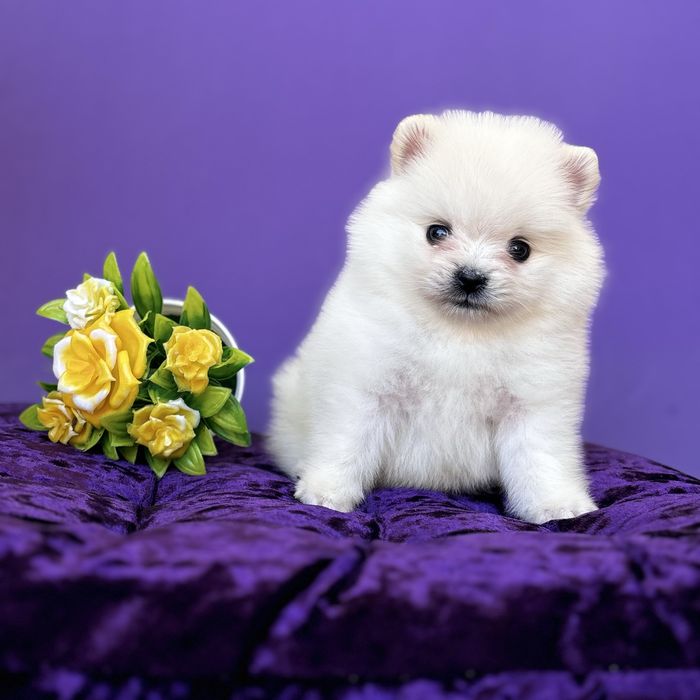 хлопчик шоу классу тип ведмедика