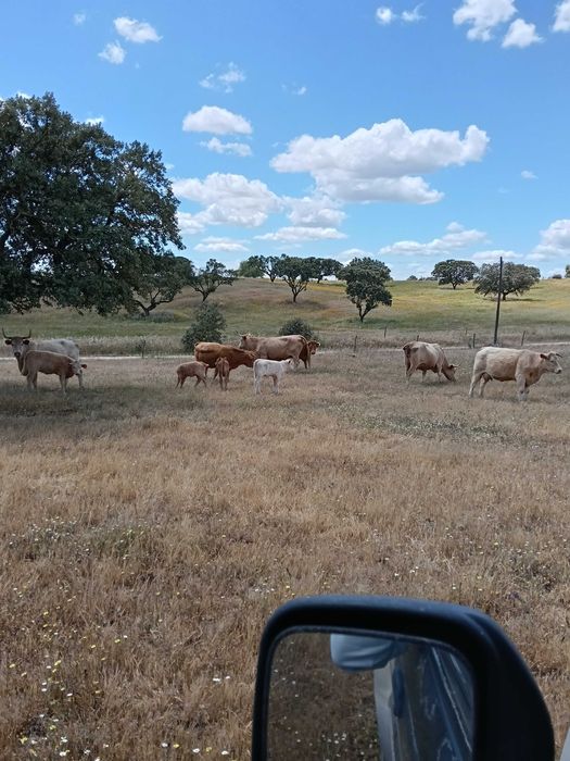 6 vacas e 4 bezerros