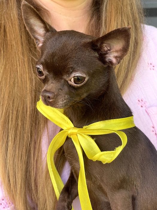 VIP Чіхуахуа шоколадна модниця