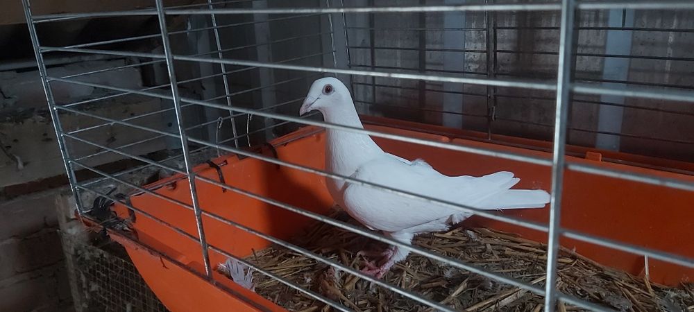 Gołębie Pocztowe Białe Samica Scherensy Vangrambere samica