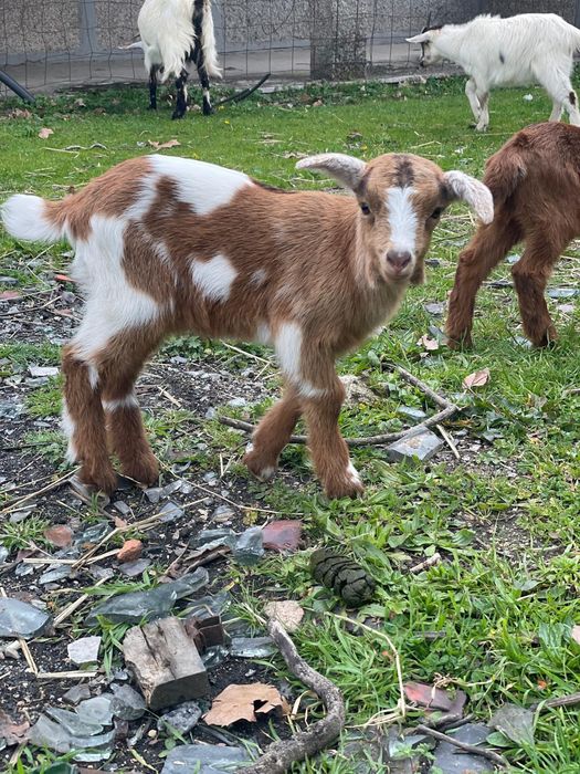 Cabras a fazer 6 meses