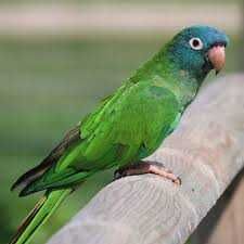 Conures de Cabeça Azul
