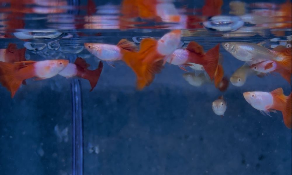 Casais Guppy Red Sky Albino