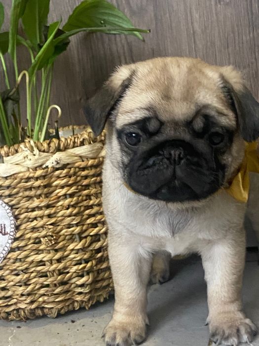 Чудовий хлопчик мопсик